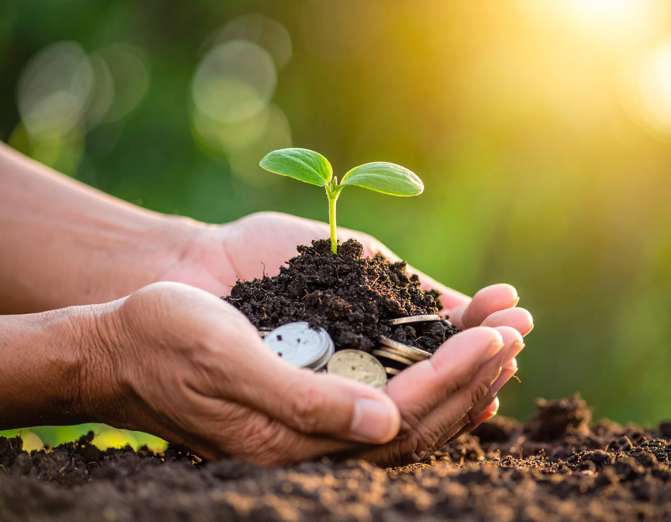 A person holding soil and money in their hands with a small plant growing from it, representing growth via our ecommerce insights