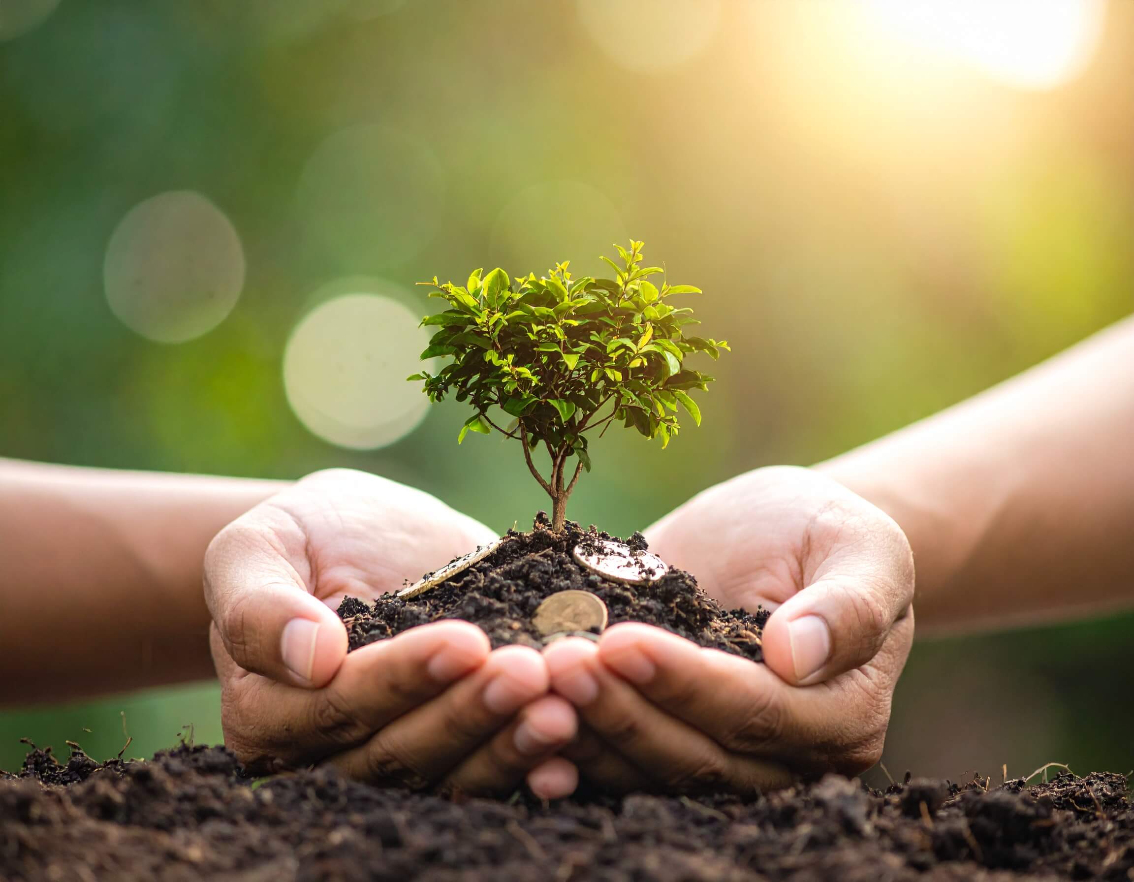 A person holding soild and money in their hands with a small tree sprouting from it representing how to scale an ecommerce brand